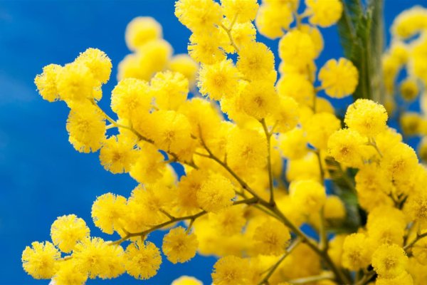 mimosa acacia dealbata