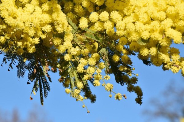 мимоза цветок