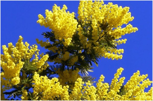 мимоза пейзаж