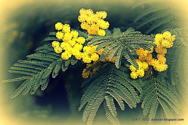 сибирская мимоза