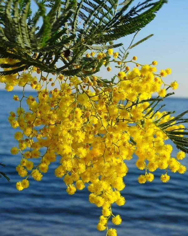 цветение мимозы в абхазии