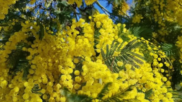 цветение мимозы в сочи