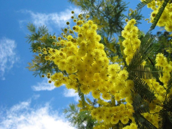 весенняя мимоза