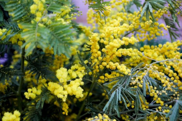 цветение мимозы