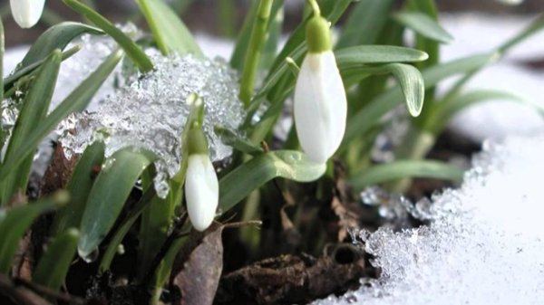 день подснежника