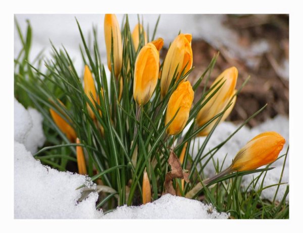 март природа