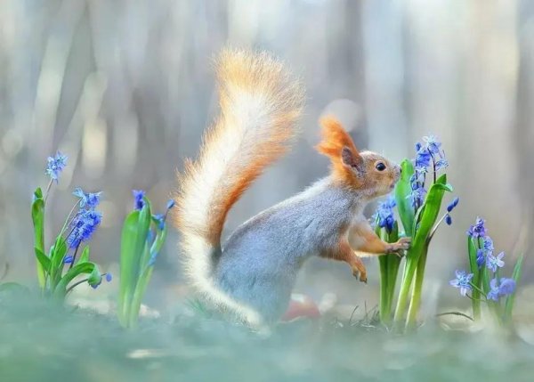 белка весной