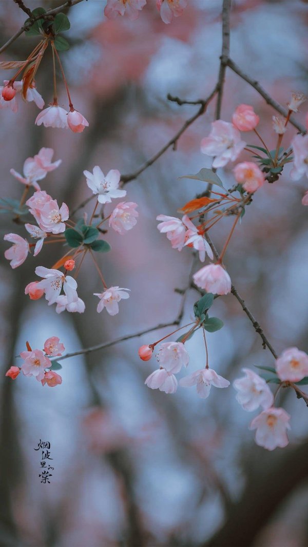 цветущее дерево