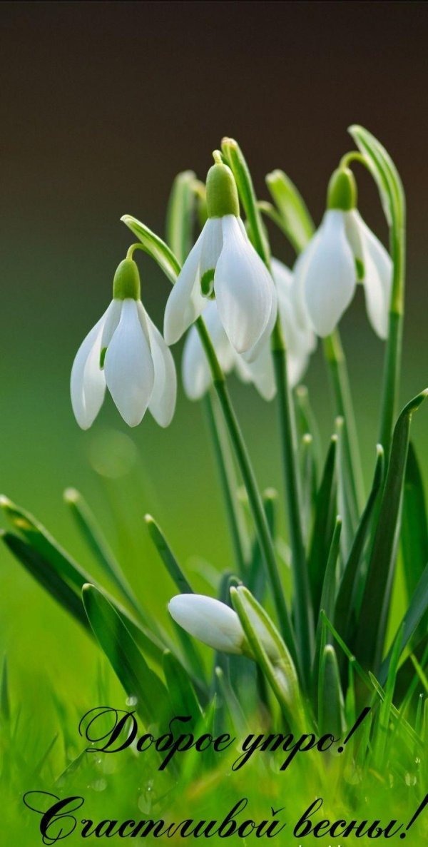 весенние цветы