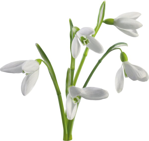 подснежник белый