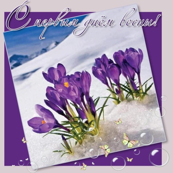 подснежники эдельвейсы