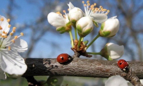 божие коровки
