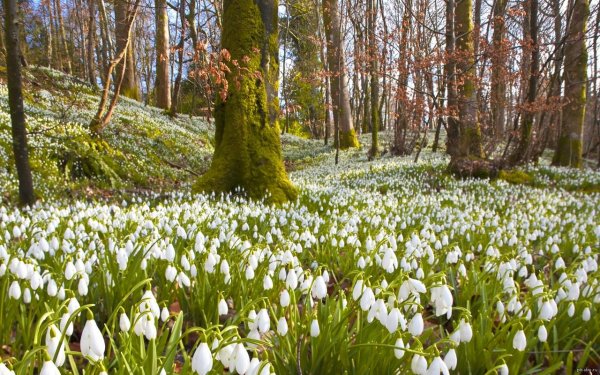 поляна подснежников