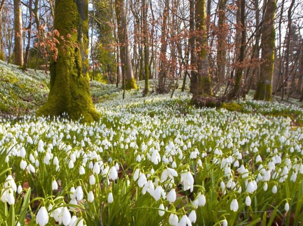 поляна подснежников