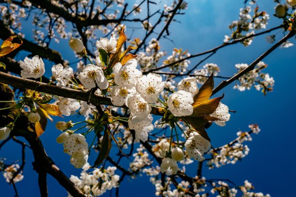 весеннее цветение