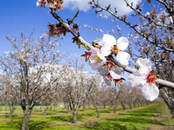 цветет миндаль