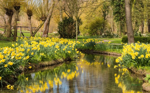 нарциссовые луга уэльс