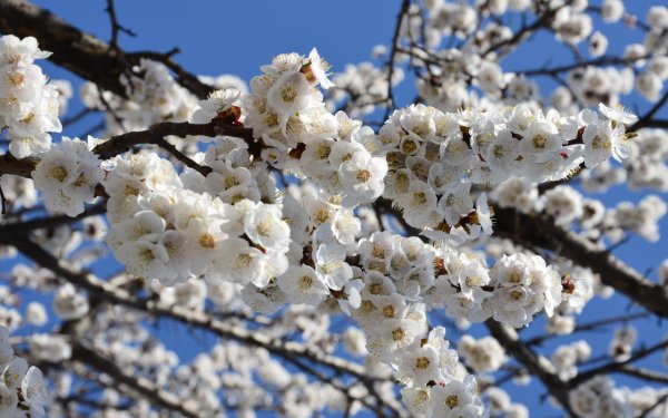 цветущие деревья