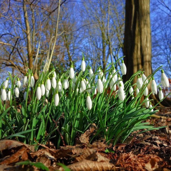 подснежник галантус