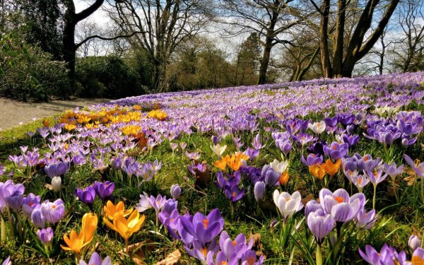 красота весны