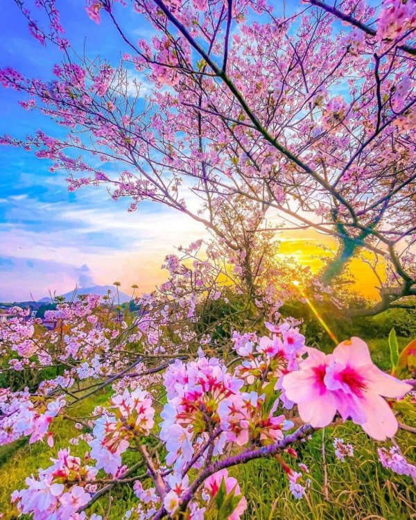 красивые пейзажи весны