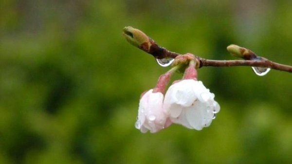 пробуждение природы