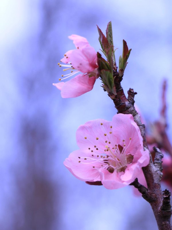 цветки персика
