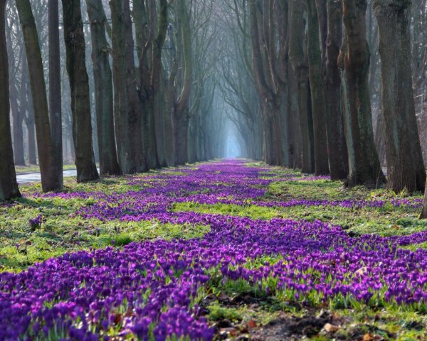 цветок в лесу