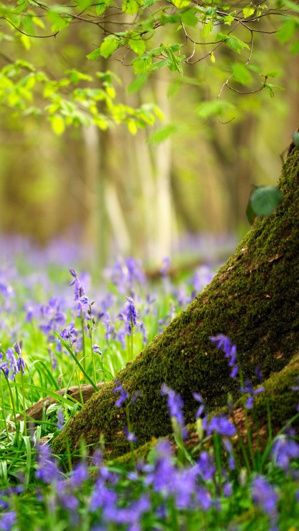 лес весенний