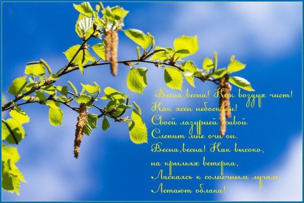 бруньки ольхи