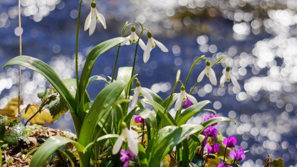 весенний первоцвет  подснежник