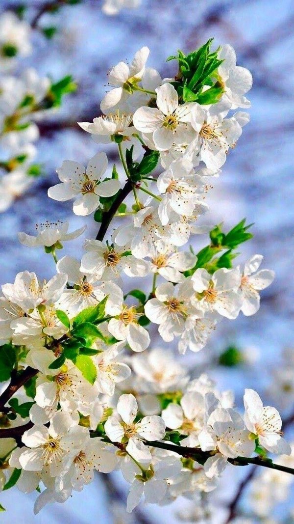 цветет вишня