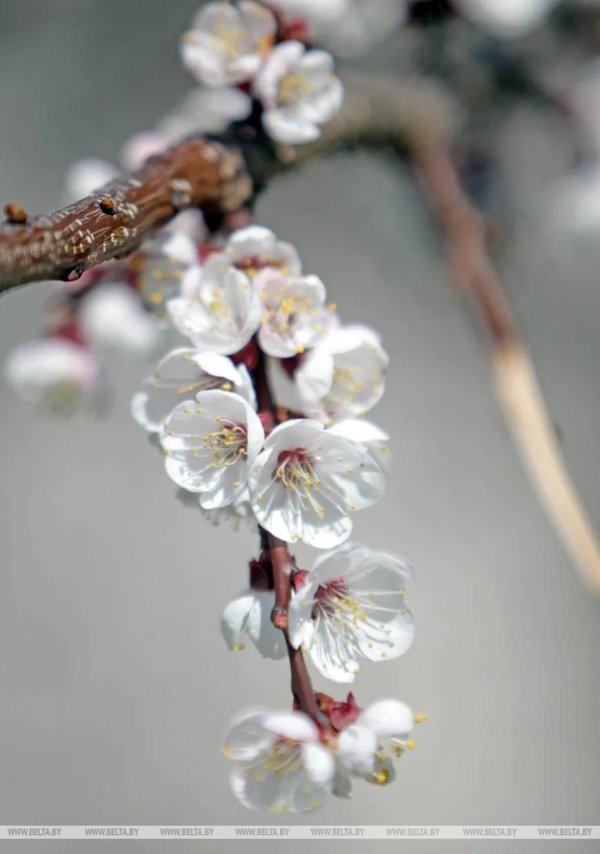 ветка цветущего урюка
