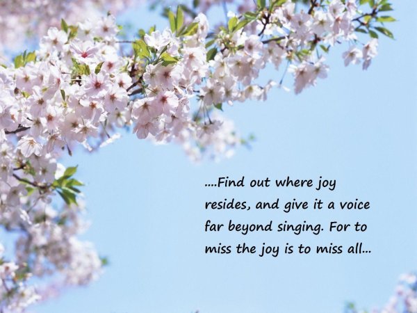 цветущая вишня