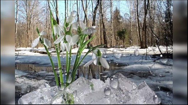 подснежник в лесу