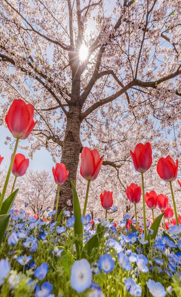 цветы и природа