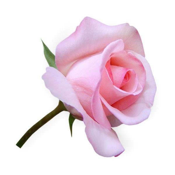 розовая роза