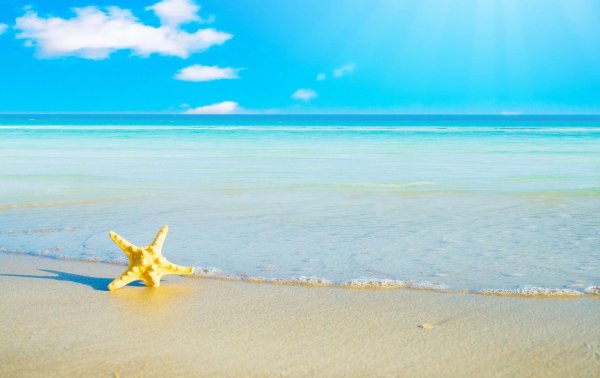 морская звезда