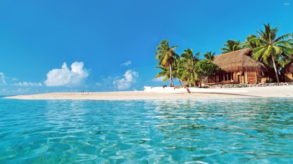 пальмы океан