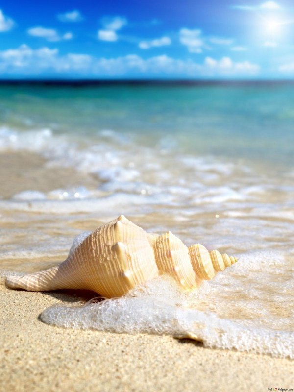 ракушка морская