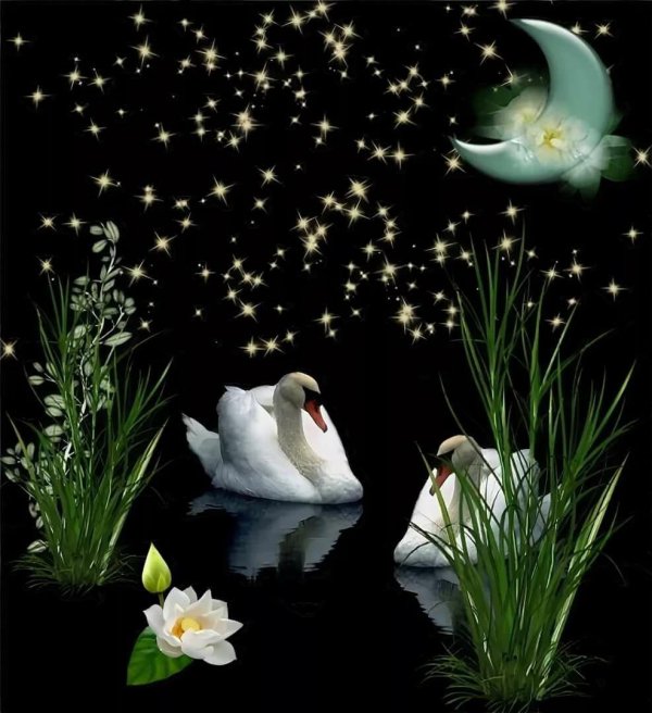 спокойной ночи с лебедями