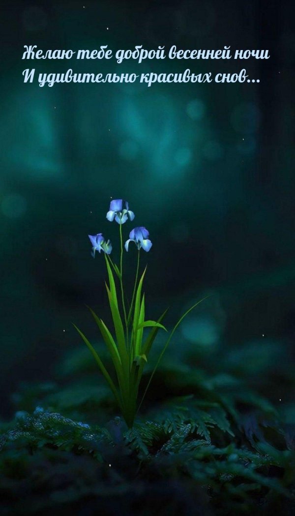 весенней ночи