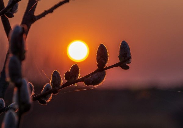 веточка вербы