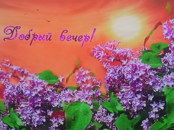 добрый вечер сирень