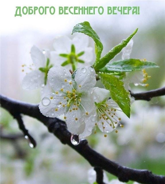 вишня цветки