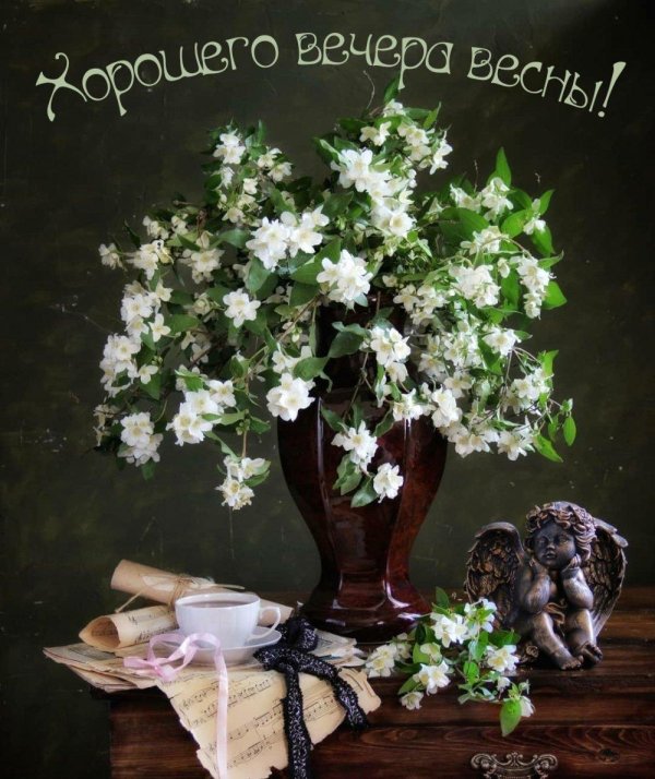 жасмин фотоэтюд