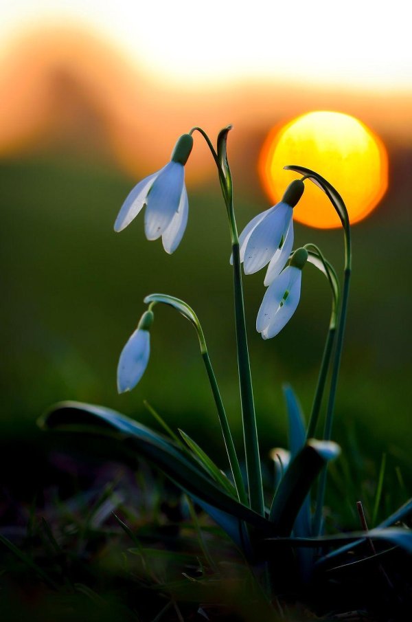 весна подснежник