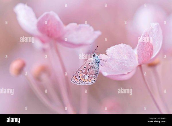 бабочки нежно розовые