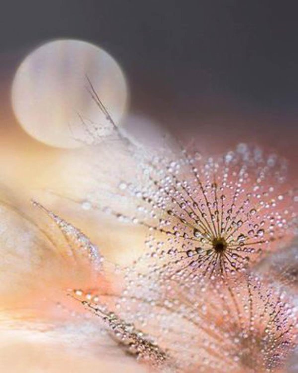 одуванчики в росе