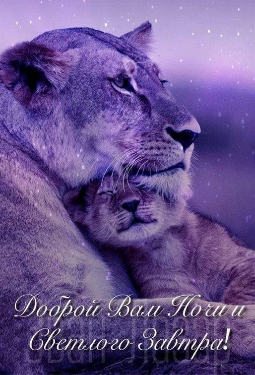 львица со львенком